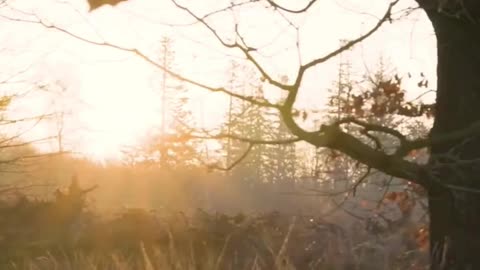 Golden Sunrise Over the Mountains