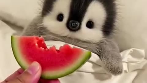 baby penguin eating