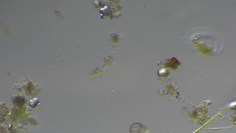 Ditch Water Microorganisms