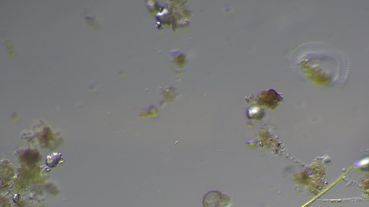 Ditch Water Microorganisms