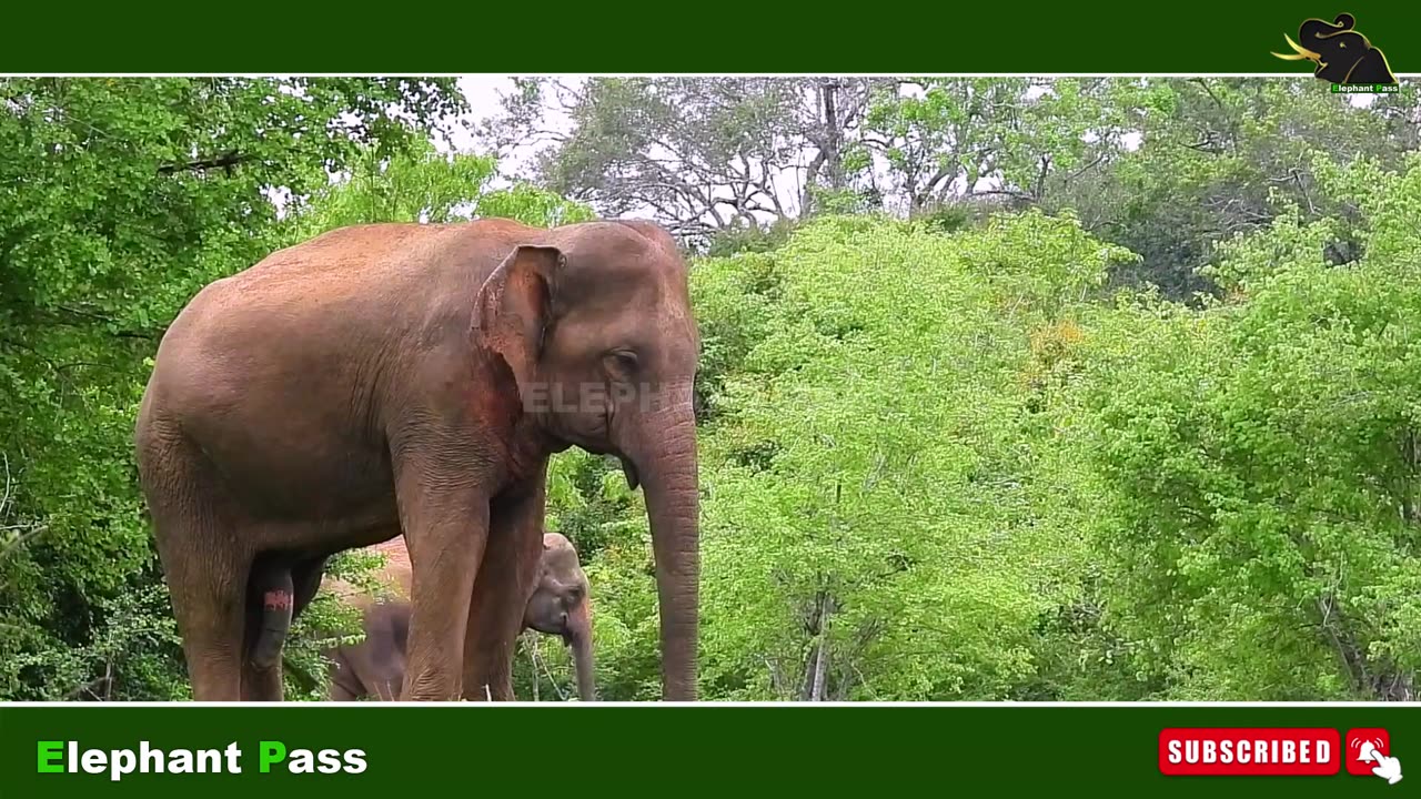WILD LIFE