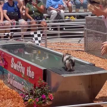 Today I learned a piglet can swim