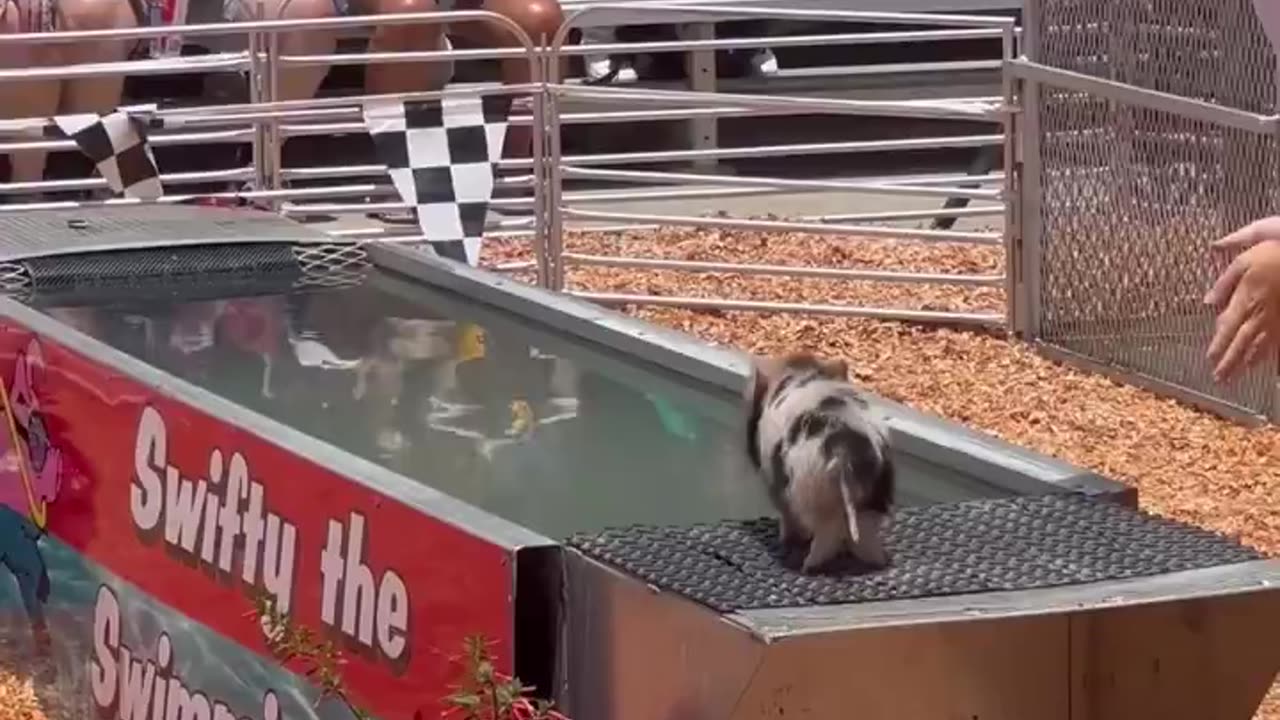 Today I learned a piglet can swim