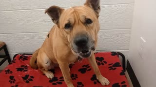 Mocha 7y A701189@TRN, from kennel 111 PACC shelter gal usually extremely untrusting of me20251109638