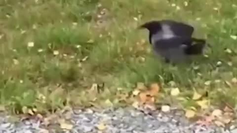 Happy Pups
