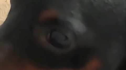 Funny Dog Afraid Of Cat's 😱🤭🤣