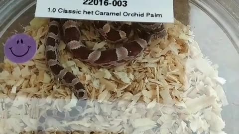 Unboxing 3 Corn Snakes