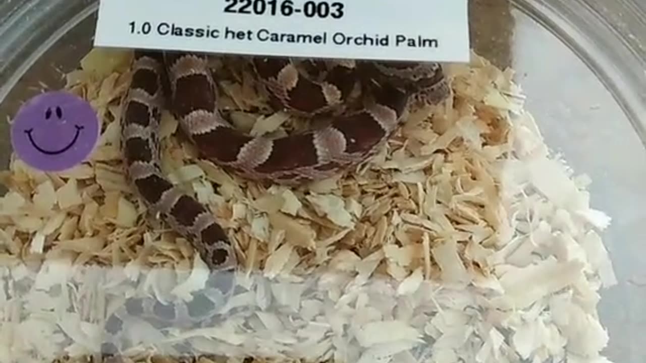 Unboxing 3 Corn Snakes