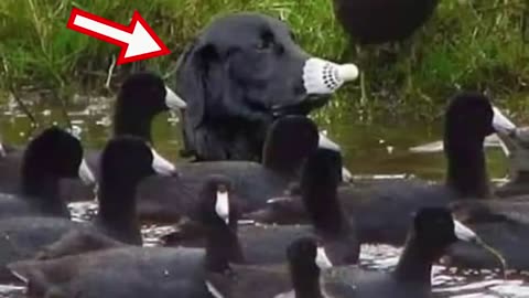 Day 21, no one suspects a thing Funny Dogs Video