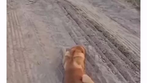 scared doggies