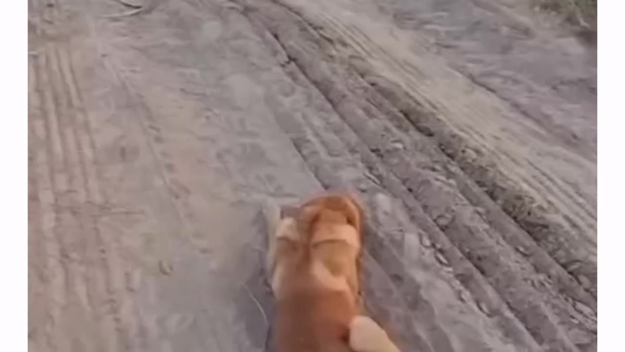 scared doggies
