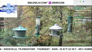 BIBLENKJV.COM™ 🛐 10/30/2025 #LIVE #BIRDCAM #WEATHER
