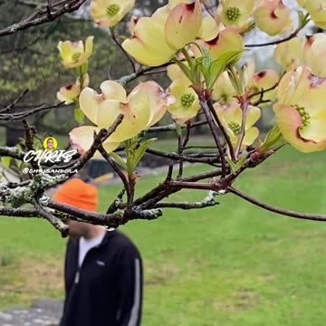 WALK AMONGST THE FLOWERS!