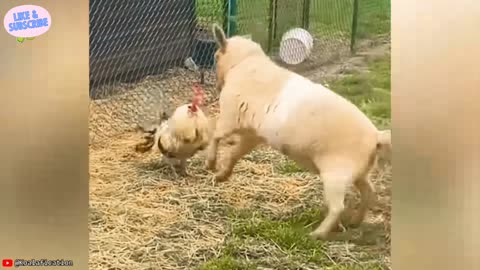 When Animals Face Off Against the Wrong Foe | #9