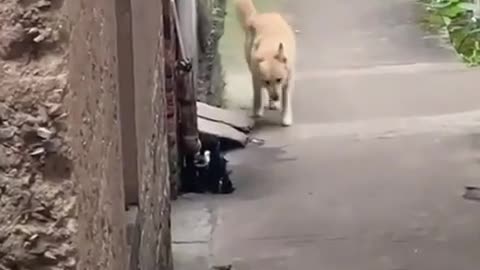 This dog's determination is admirable; nothing and no one gets in his way.