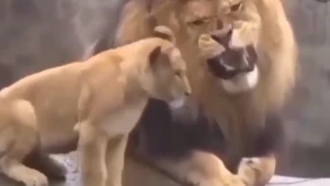 Go Back To Sleep Son 🦁
