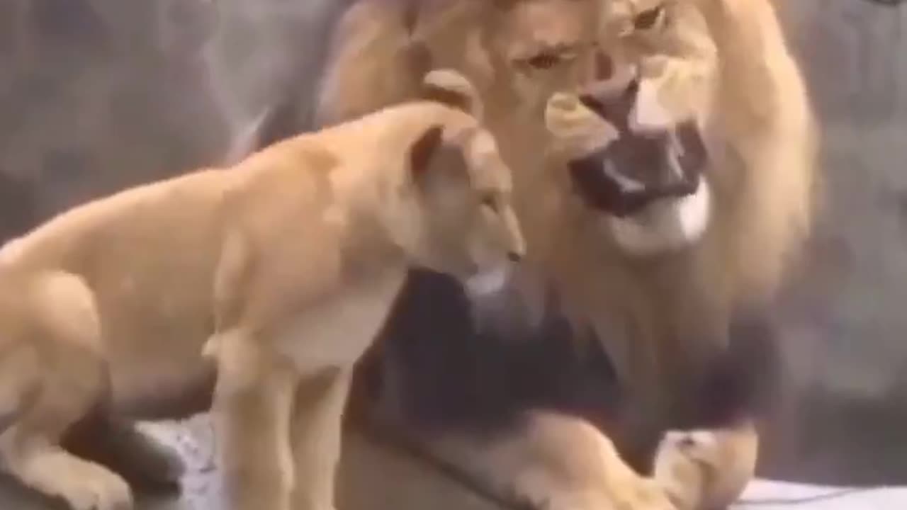 Go Back To Sleep Son 🦁