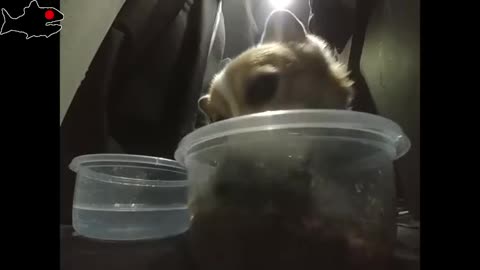 Hungry hippo!