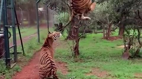 Tiger´s Jumping !!