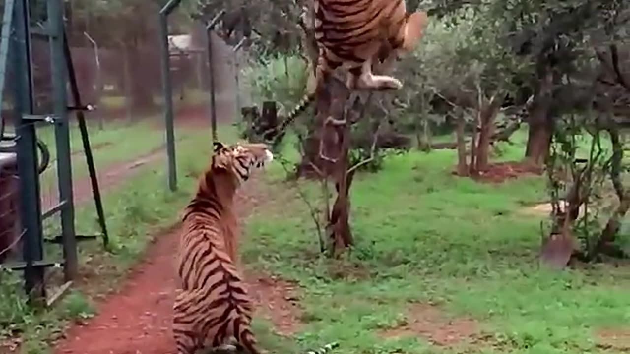 Tiger´s Jumping !!