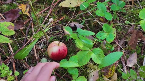 The Story of Apple Trees