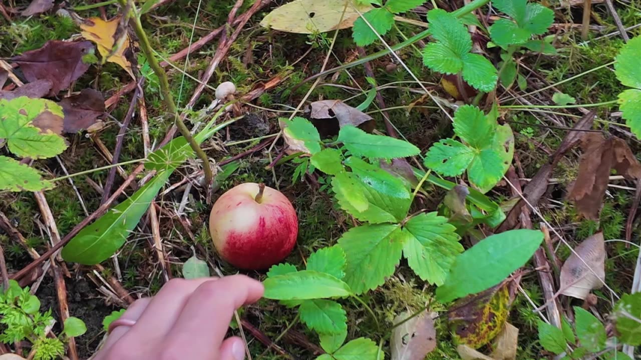 The Story of Apple Trees