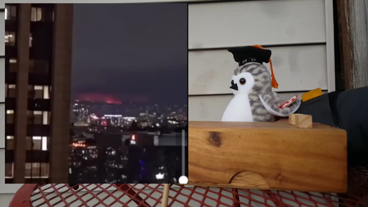 Owl Investigates LA Fires.