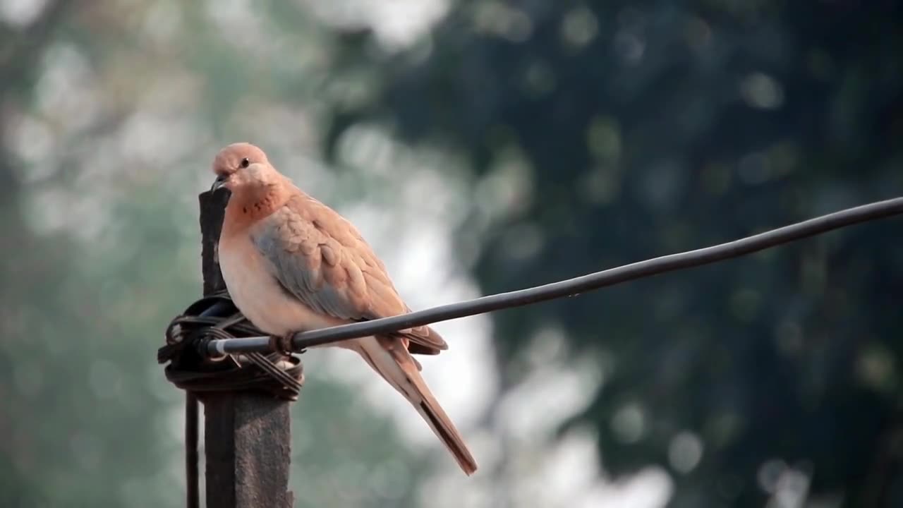 PIGON DOVE