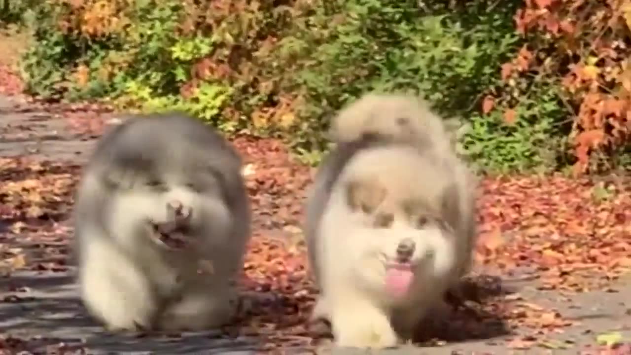 Alaska is very cute when it is a child.