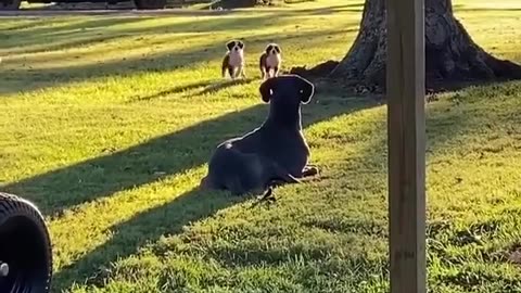 😂🐕 Small Dogs vs Big Reality Check! | FunFM