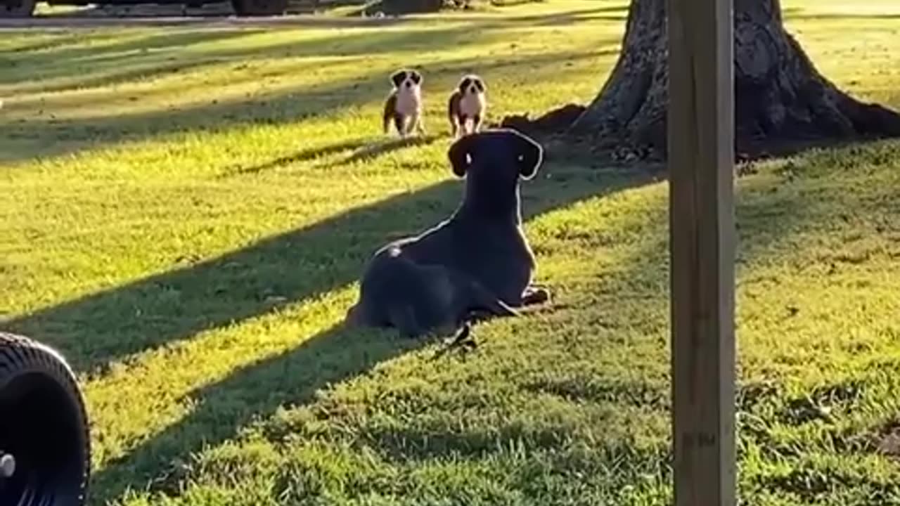 😂🐕 Small Dogs vs Big Reality Check! | FunFM