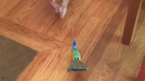 🤯🦚 This Wind-Up Peacock Will Blow Your Mind! | FunFM