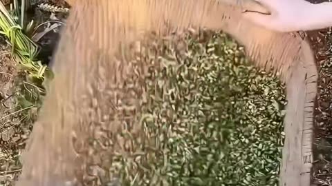 wheat