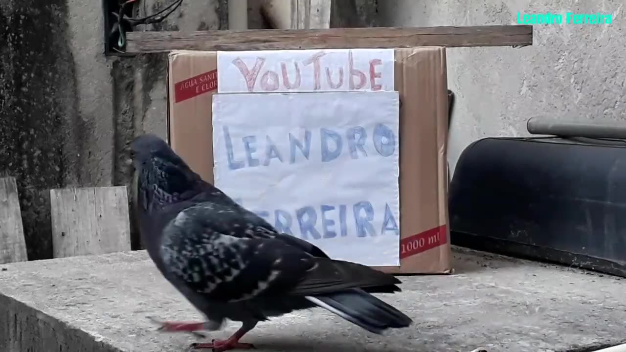 Armadilha com caixa de Papelão para pegar pombos