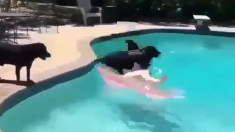 funny animals