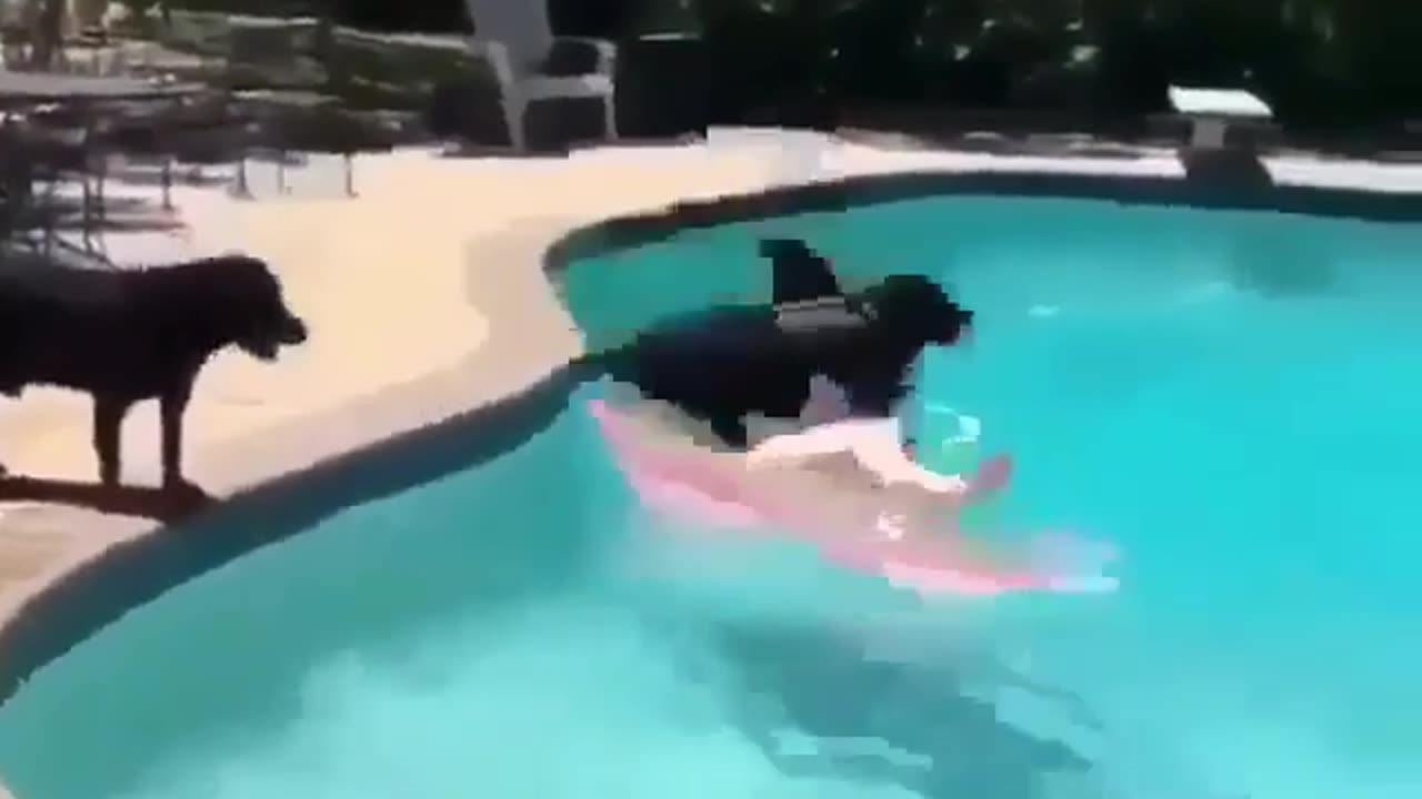 funny animals