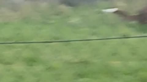 This dog was running round as its owners climbed a tree