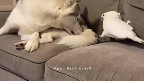 Animal