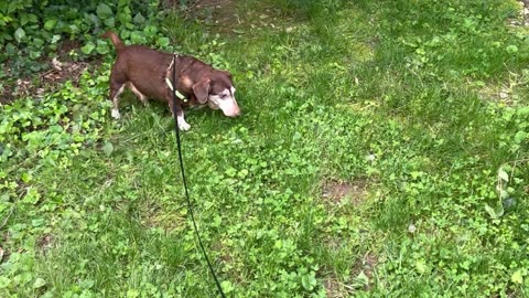 Finny Is Learning His Area