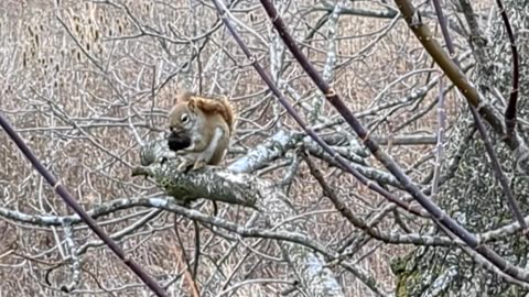 Itty bitty squirrel eating a nut 10 Jan 2026