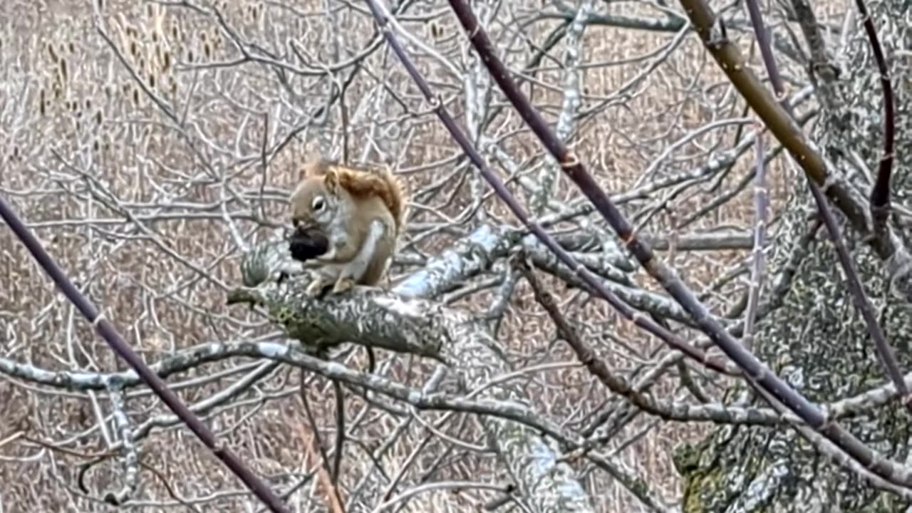 Itty bitty squirrel eating a nut 10 Jan 2026