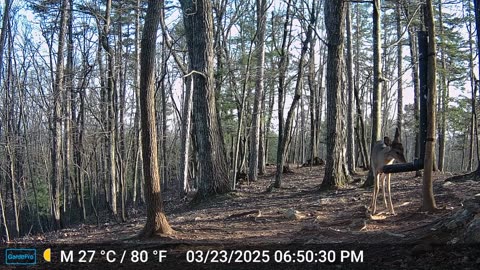 The Woods – 03/23/2025