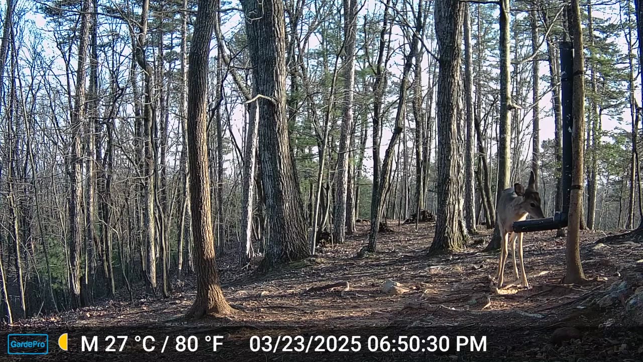 The Woods – 03/23/2025