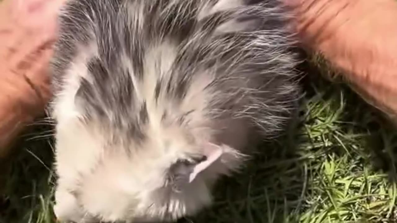 Rescue a poor opossum 🐭❤️