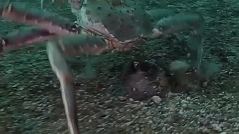Before VS After Animal Transformation Amazing Animals Transformation