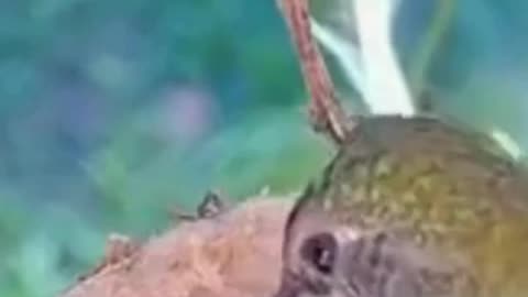 💋Rare Footage of Hummingbird feeding Babies