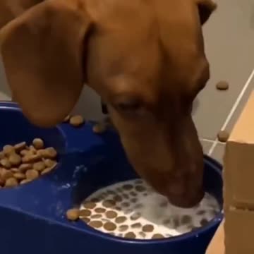 Doggy cereal for breakfast 😊