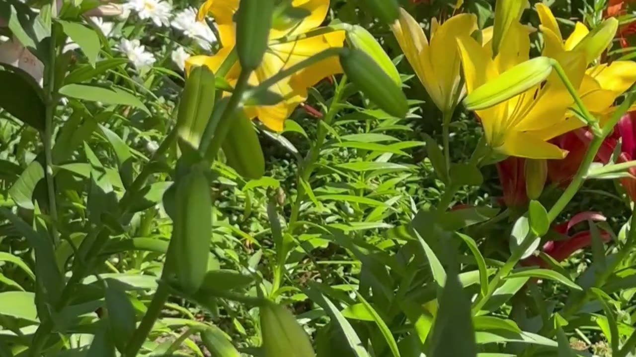 God to ascend into New Earth, please meditate daily multiple times and consume only plant based food