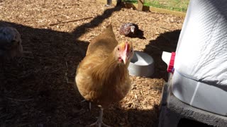 Chickens make it an all day job eating a new treat: Souse.