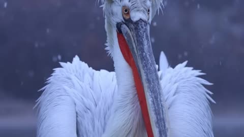 Dalmatian pelicans in beautiful wintery lake Kerkini❄️